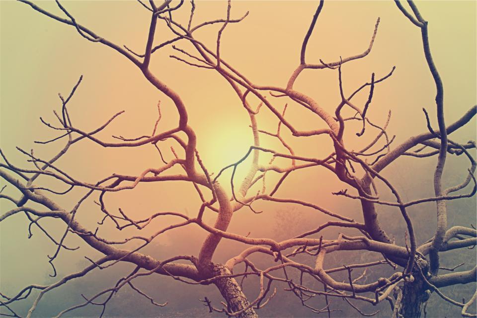 sunset sky branches 