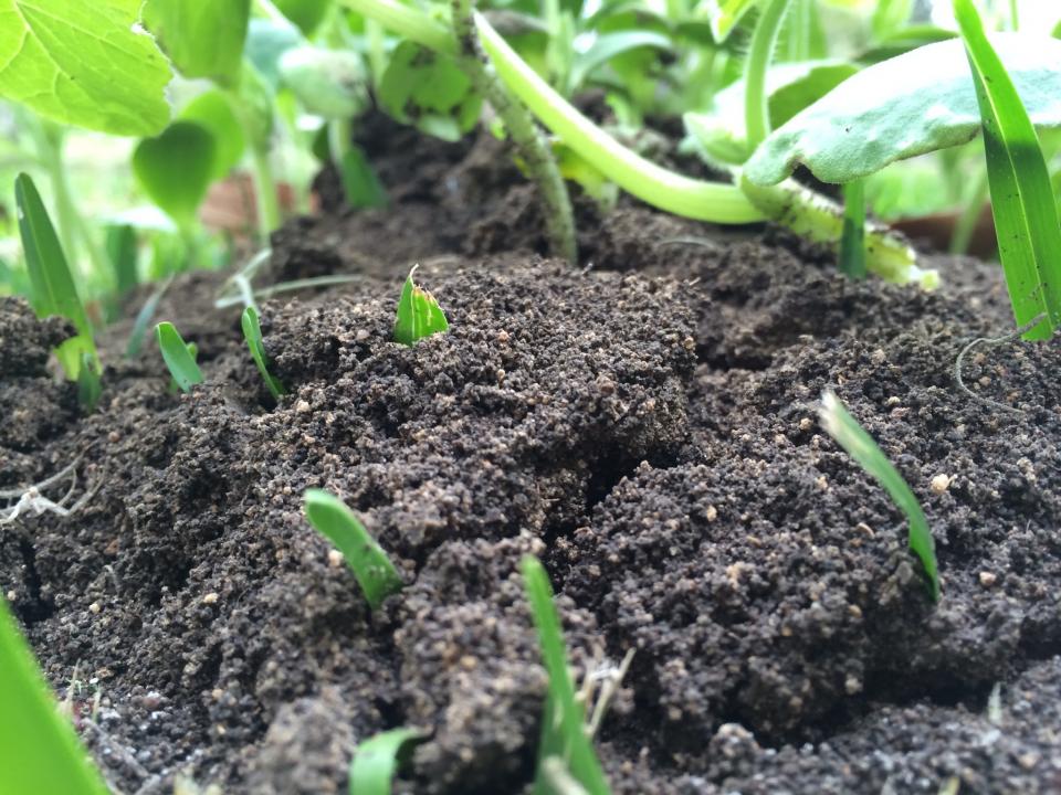 soil plant gardening dirt 