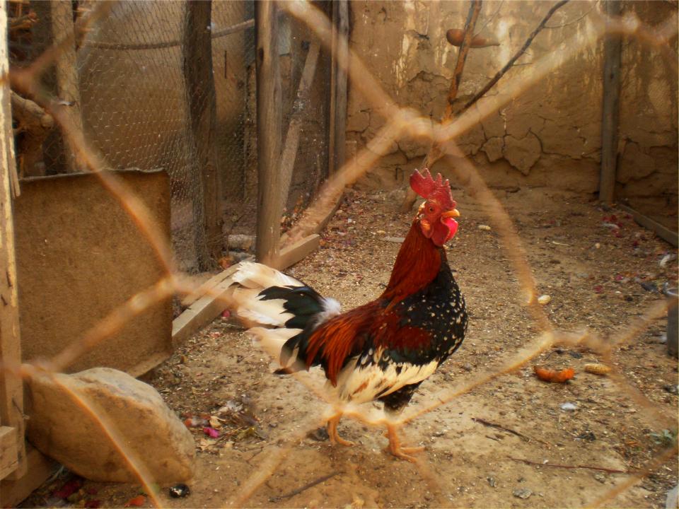 rooster pen cage 
