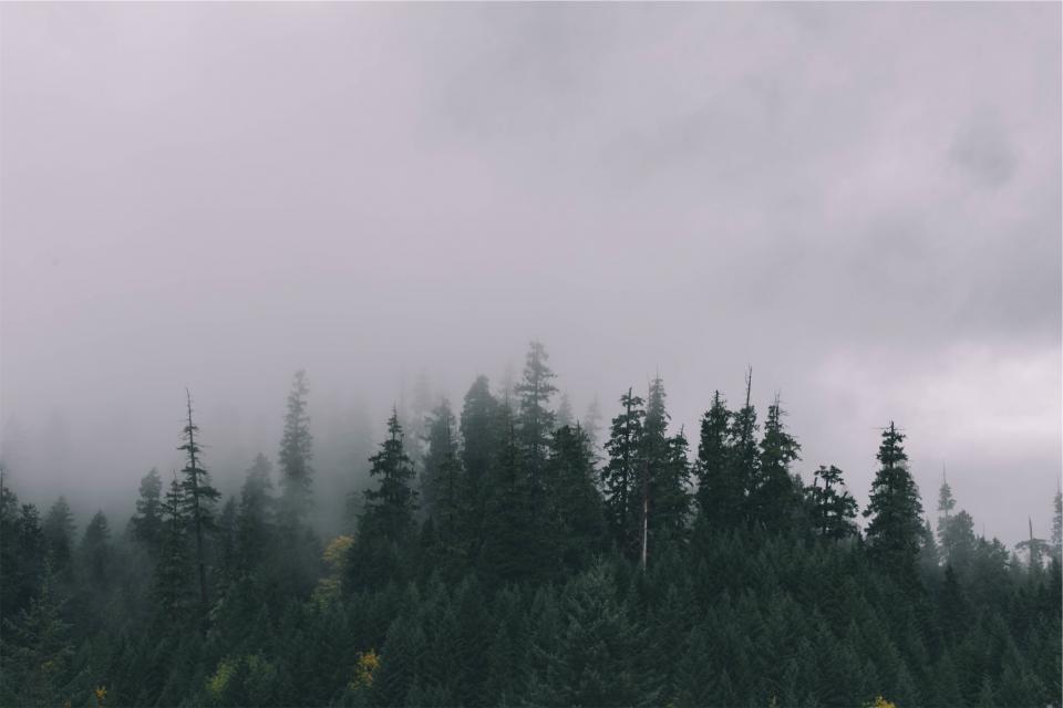 trees nature forest fog cloudy 