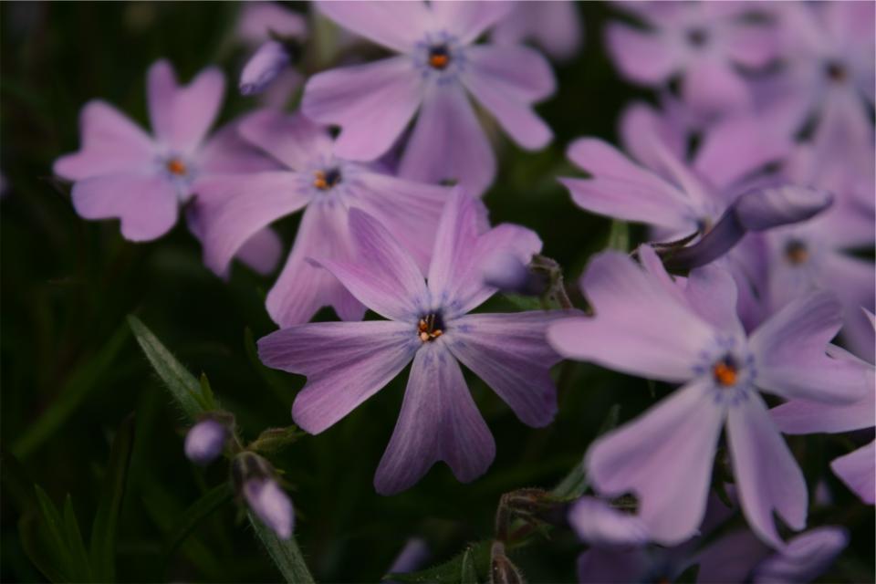 purple garden flowers 