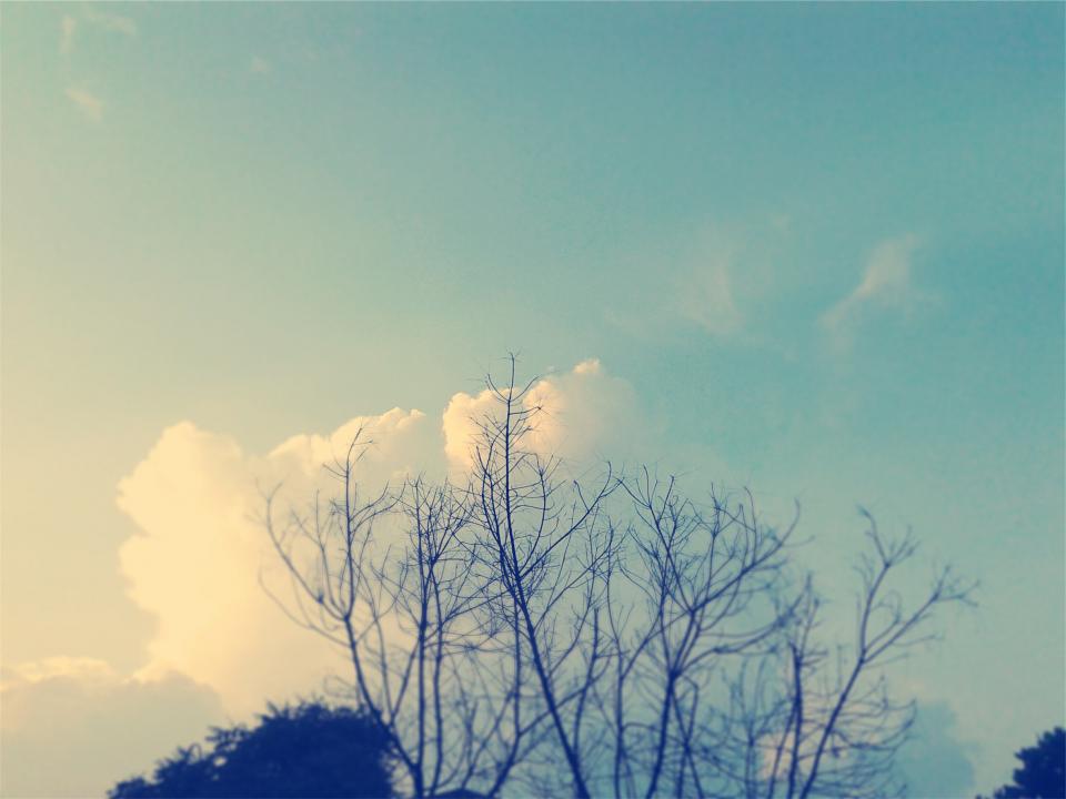 trees sky clouds blue 