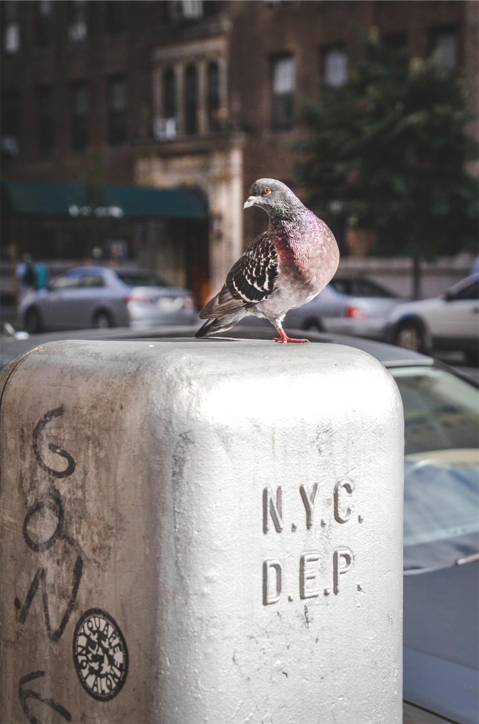 pigeon NYC bird 