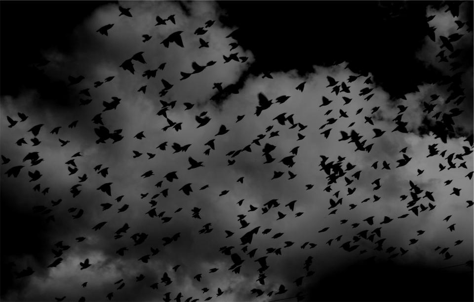 birds, flock, wings, flying, sky, clouds, black and white