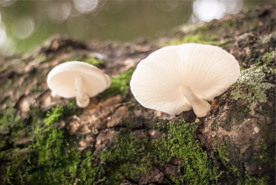wild mushrooms moss bark 