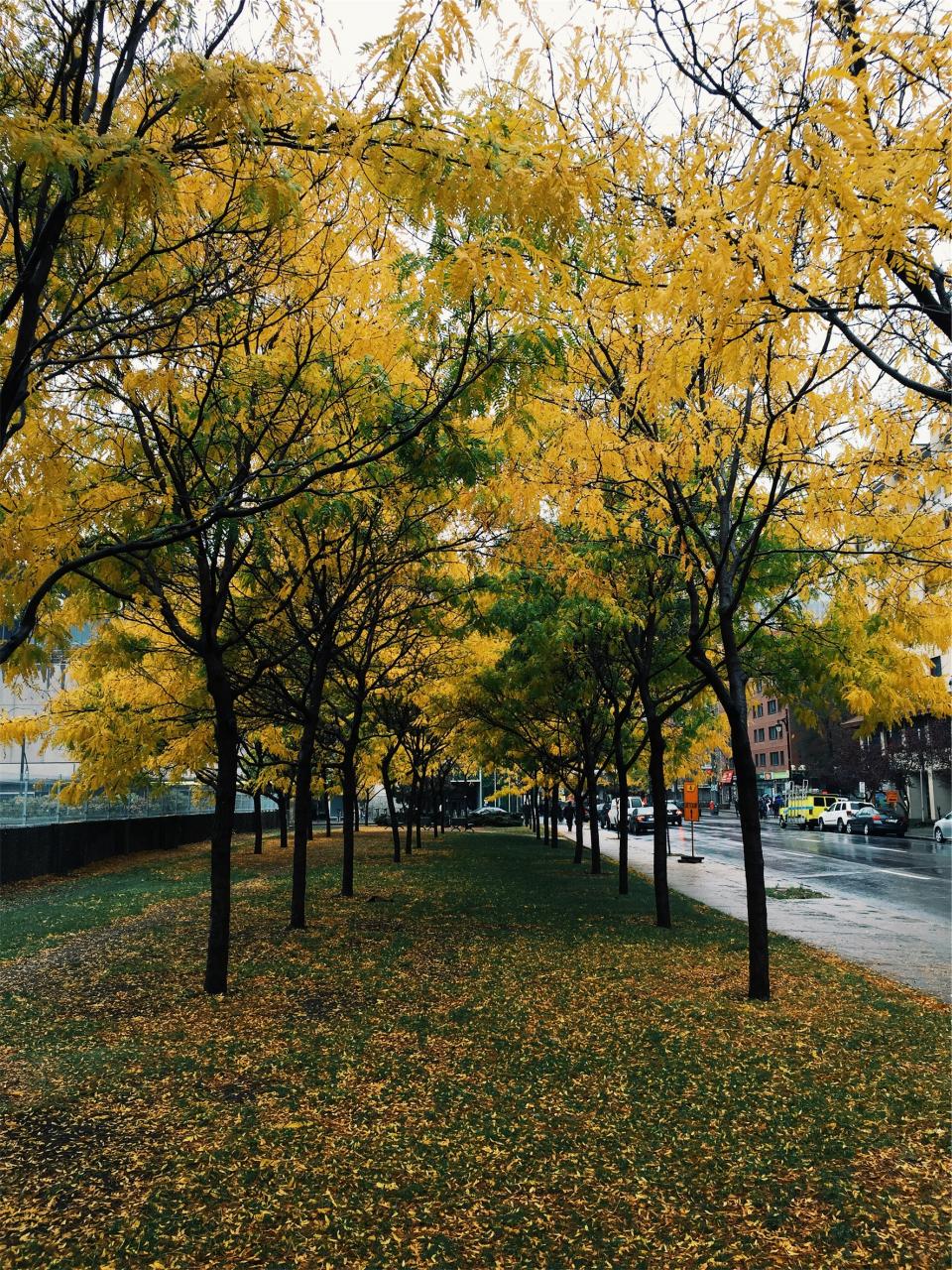 wet urban trees street sidewalk rain leaves grass Fall city autumn 
