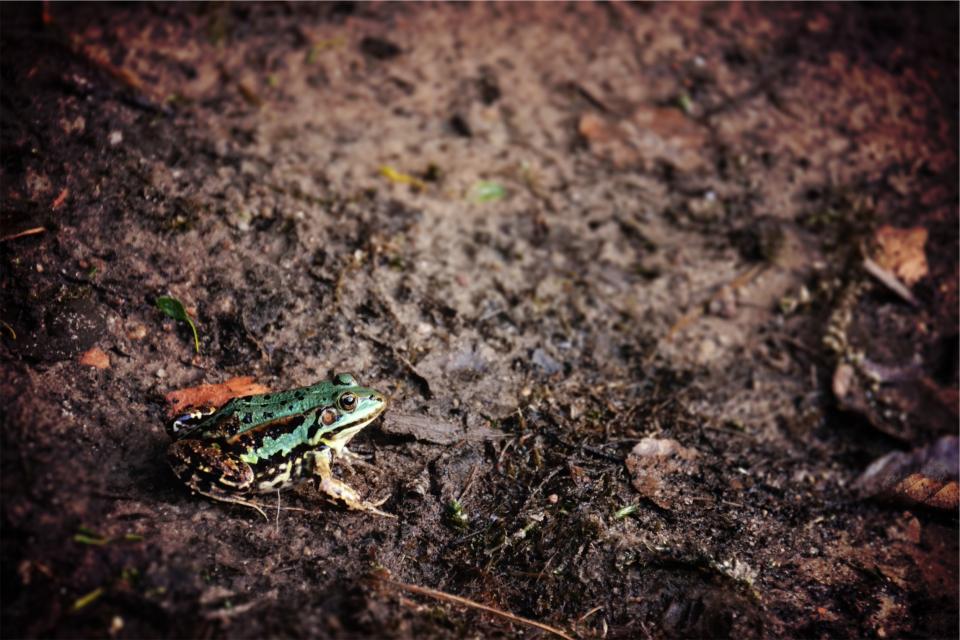 mud ground frog dirt animal 