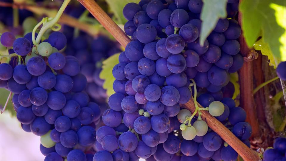 vines purple Healthy grapes fruits food 