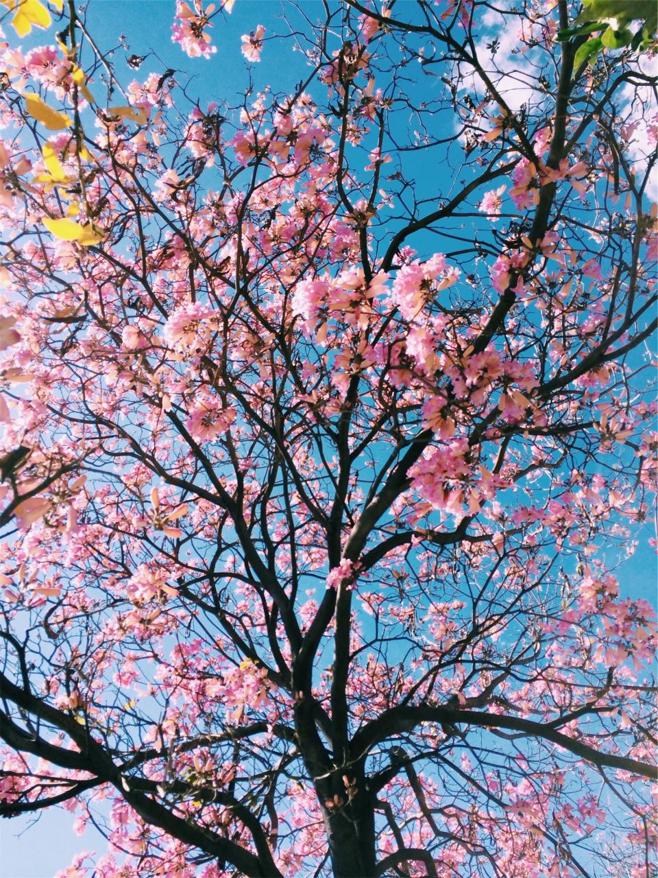 tree sky pink branches blue blossoms 
