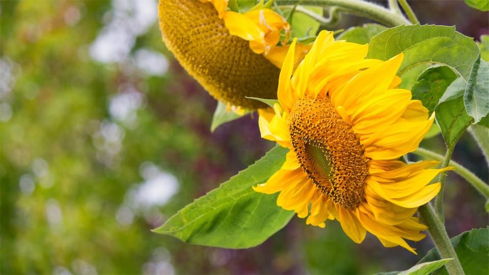 yellow, sunflowers