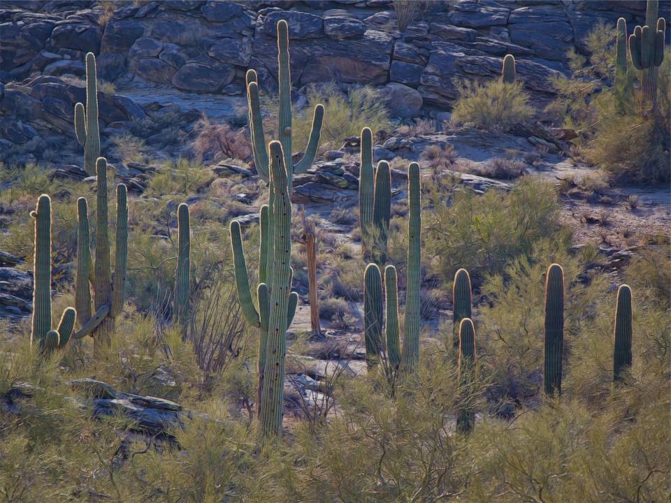 plants desert cactus cacti 