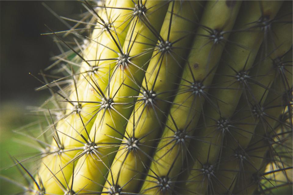 plant cactus 