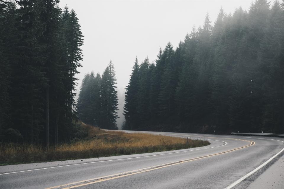 trees road pavement fog 