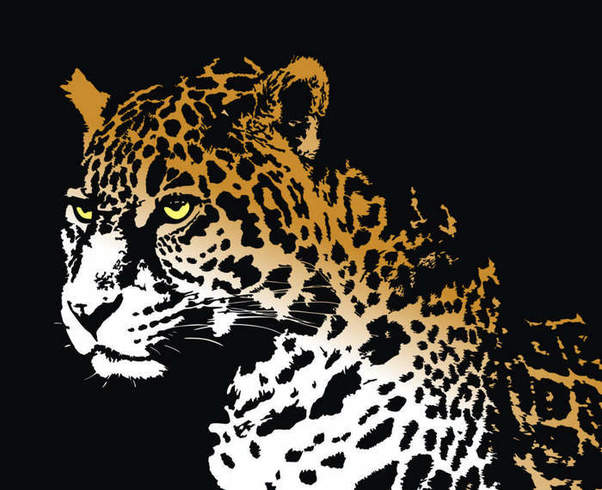 zoo animal wild animal safari jaguar cheetah animals animal 