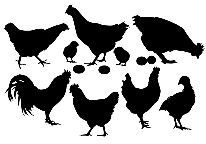silhouettes roster roosters rooster silhouette rooster hens Hen farm animal farm cock chicken silhouettes chicken silhouette chicken bird animal 