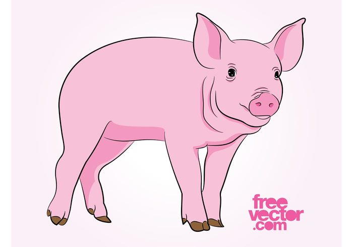 Snout pork piglet pig Livestock farm ears cute comic cartoon animal 