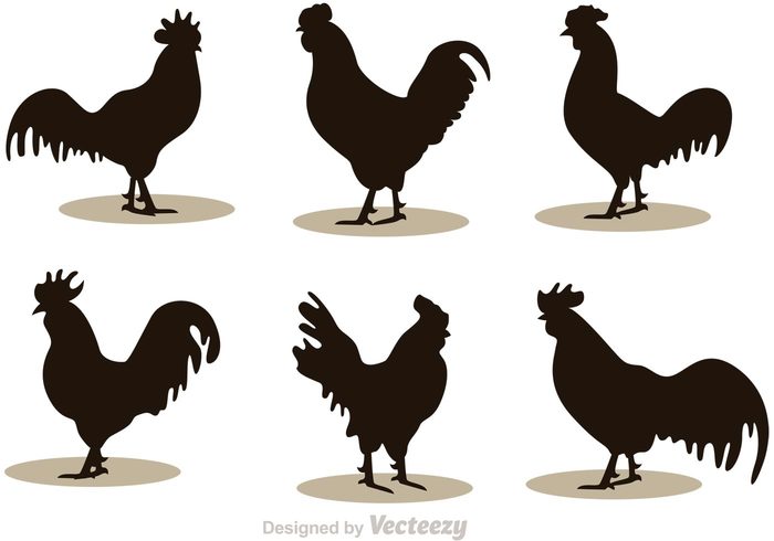 tail silhouette rooster silhouettes rooster silhouette rooster poultry hens hen silhouette Fowl feathers fauna farm animal farm chicken bird animal silhouette animal 