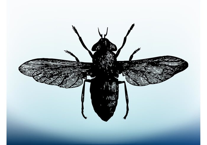 wings silhouette Pest nature legs insect grunge fly Flies body antennas animal 