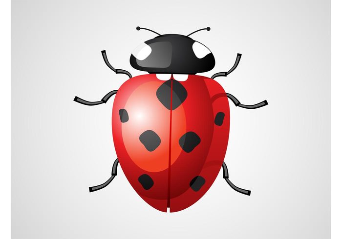 spring nature legs ladybug ladybird insect Exoskeleton beetle antennas animal 