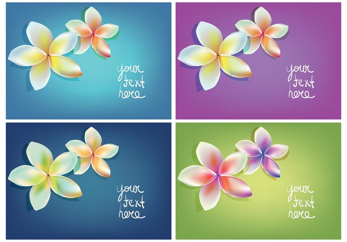 vacation tropical Tropic tahitian Tahiti summer subtropical polynesian flower Polynesian plumeria plant pink petal nature isolated Hawaiian hawaii frangipani flower floral card floral background floral exotic bright bouquet blurred blossom bloom beauty  