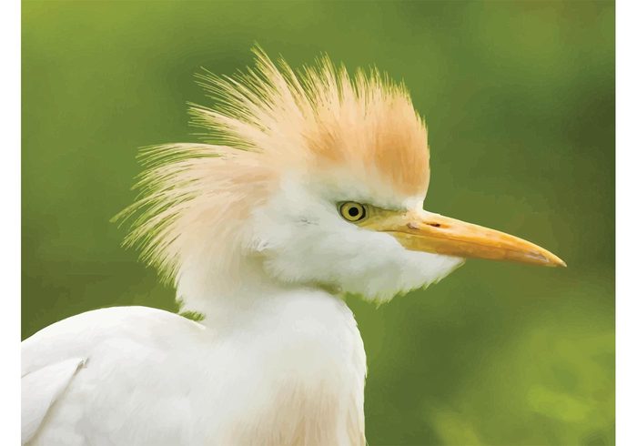 Yellow beak white Water bird tropics tropical Plumage nature heron green Egret Cattle egret cattle bird animal 