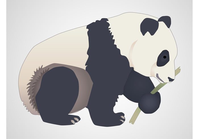 wild panda bear panda nature Giant panda fauna chinese china bear bamboo animal 