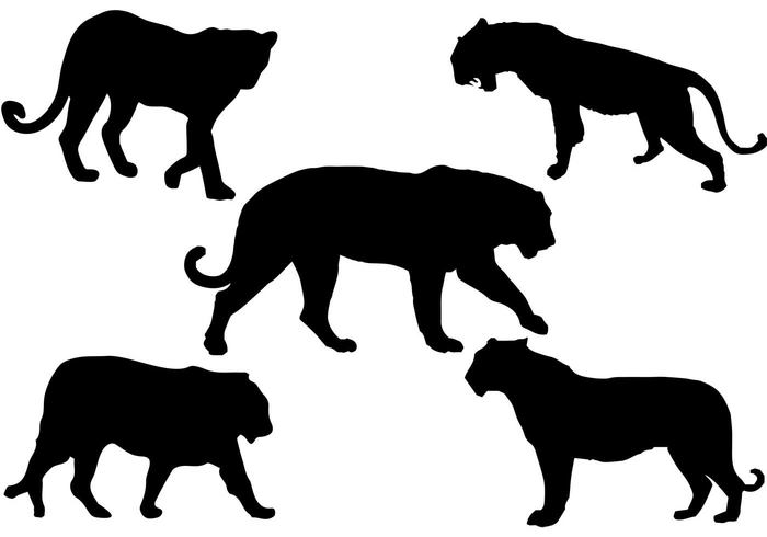 wildlife wild tigers tiger silhouettes tiger silhouette tiger strength silhouette safari power paw nature mammal isolated hunting fur Feline fauna Claw cat Carnivore big bengal animal 