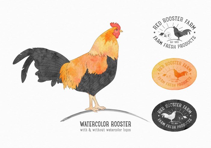 Zoology zoological Zoo watercolor traditional symbol standing sketch rural rooster silhouette rooster poultry pets paper painting nature natural meat logo label isolated illustration head hand graphic fluffed feather farm drawn drawing Domestic design cute comb colorful color cockerel cock chicken brown broiler bright bird beak background artwork art animal agriculture 