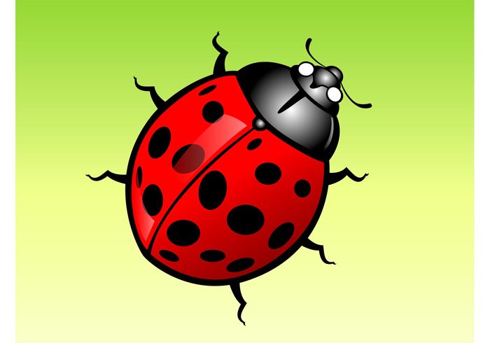 sun summer spring red nature leaf ladybug lady bug insects grass flowers cute Crawl Cartoons bug botany beetle 