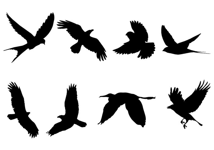 wing silhouette nature isolated flying bird silhouettes flying bird silhouette Flying bird flying feather birds bird silhouette Bird Shape bird beauty animals animal silhouette 