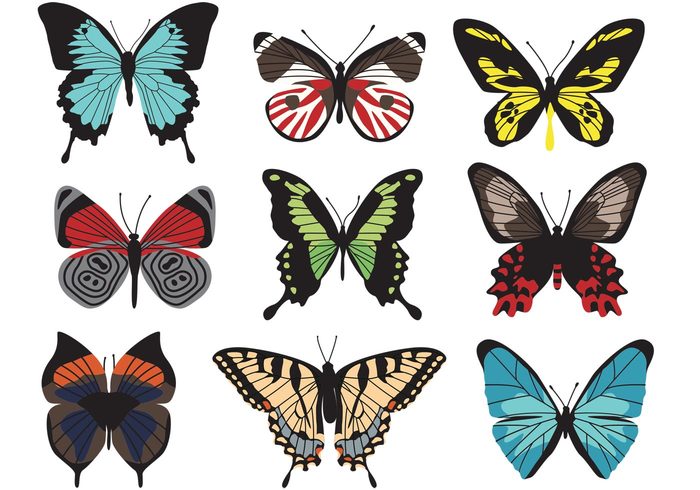wing nature natural insects insect fly colorful butterfly colorful collection butterfly butterflies bugs bug animal 