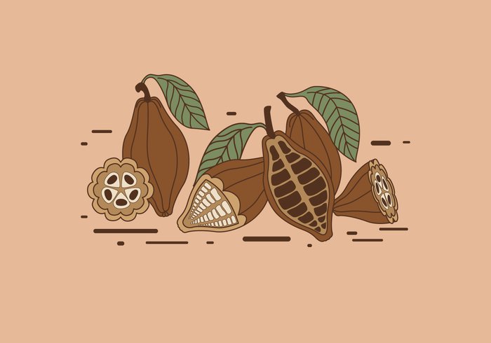 tropical tree slice Ripe red raw pod plant organic object nature natural leaves isolated fruit food crop Cocoa beans cocoa chocolate Cacao brown beans bean background 