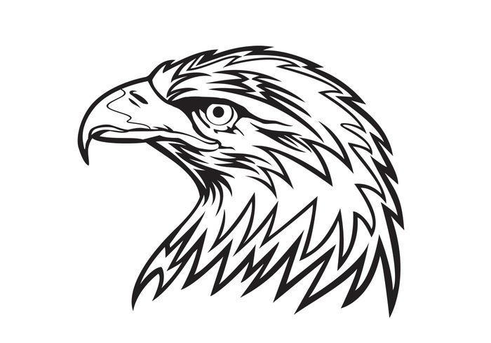 predator head feathers eagle bird beak bald eagle animal 