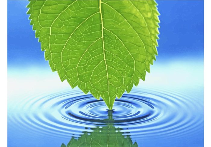 wet water top splash ripples relax Purity nature motion leaf health Galling foliage background backdrop 