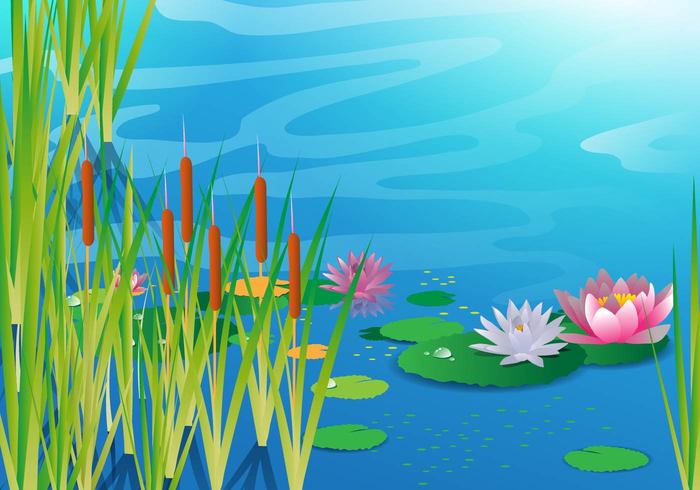 wetland water typha swamp summer stem reed pond plant outdoors nature marsh life leaf lake isolated green grass environment cattails vector cattail bulrush brown botanical background  