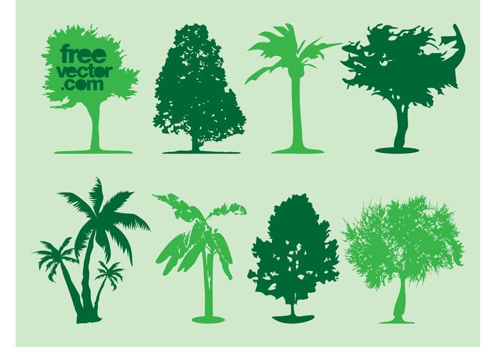 trunks trees silhouettes plants palms palm trees nature leaves flora crowns 
