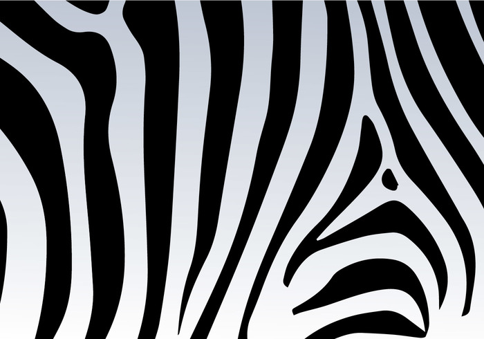 zebra texture zebra print wallpaper zebra print backgrounds zebra print background zebra wild texture wild print wild animal print wild animal safari animal safari background animal texture animal print  
