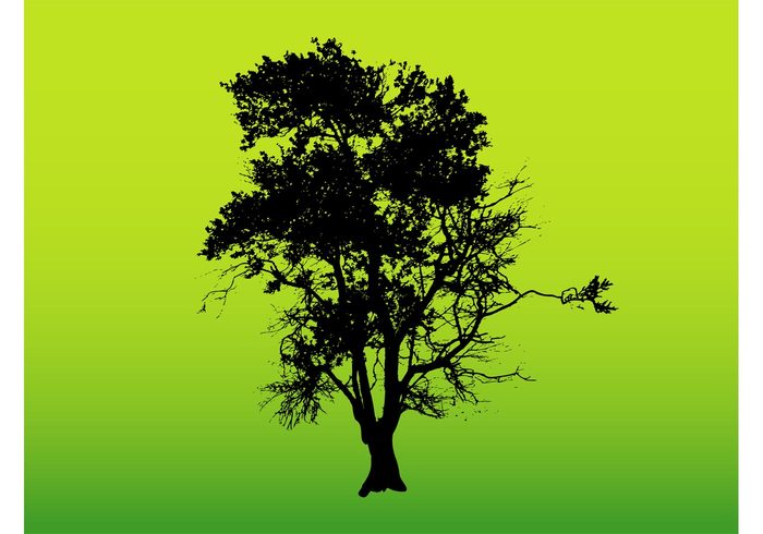 trunk tree silhouette plant nature leaves flora Devious tree branches branch 