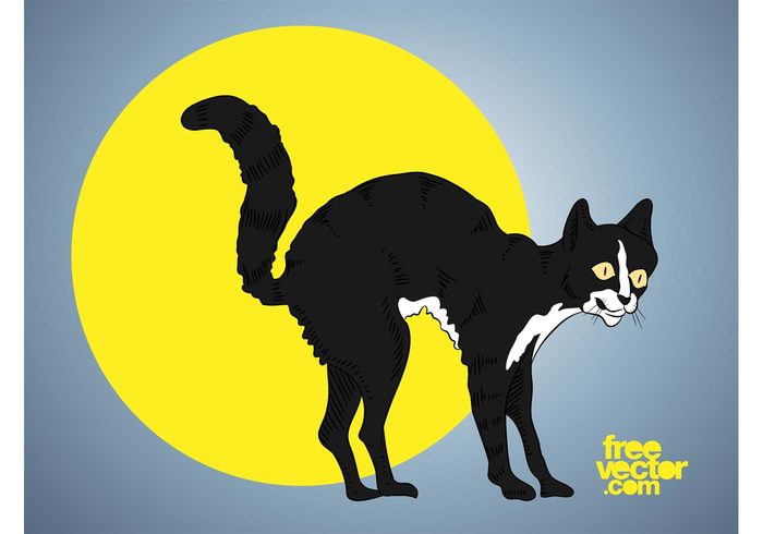 tail pet halloween full moon fauna eyes Domesticated cat Breeds animal 