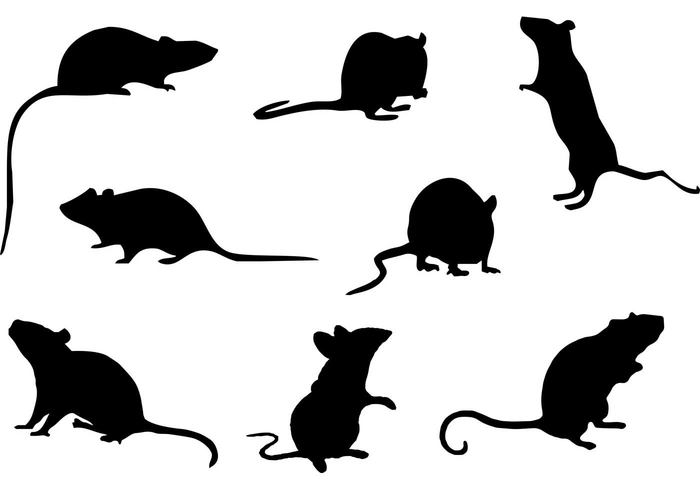 wildlife wild tail silhouette Shy pet Pest mouse silhouette mouse mice silhouette Mice mammal fur Domestic cute Biology animal 