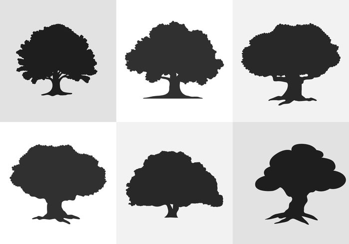 wood trunk tree silhouette shrub shadow oak tree silhouette oak leaves dark branch 