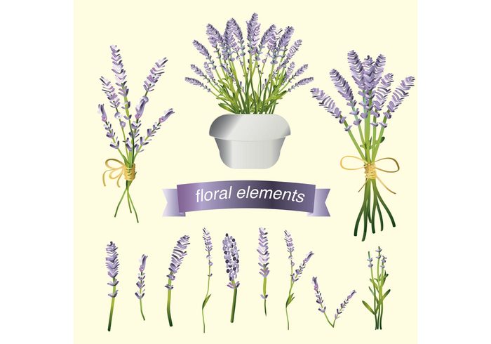 summer Spice purple provence potted plant plant organic nature natural lavender flower Lavender Ingredient House plant herbal Herb garden fresh flower floral eating cooking bunch bouquet botany botanical blossom aromatic 