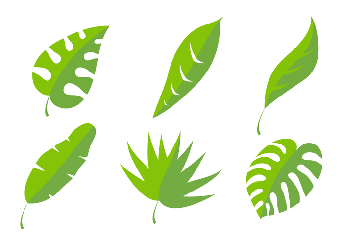 white tropical Tropic tree summer set plant palm leaf isolated Palm leaf palm nature leaves leaf jungle isolated illustration green forest exotic element drawing design decoration branch background art 