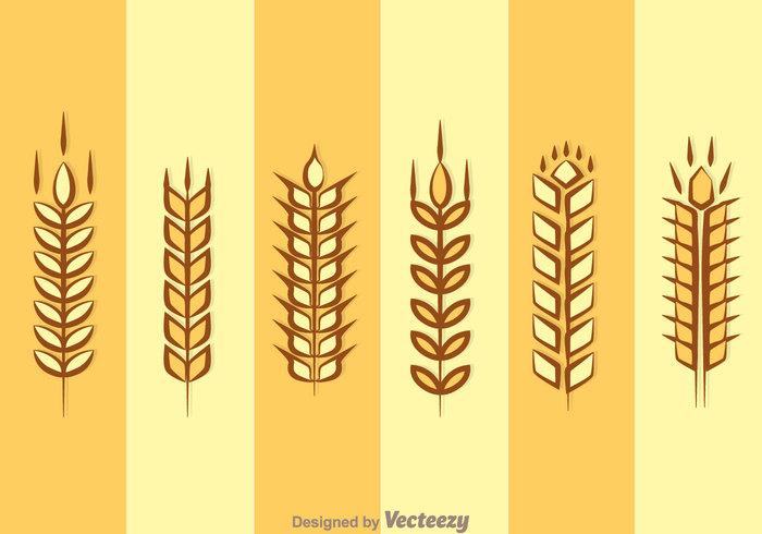whole wheat seed plant natural leaf grow field farm ear of corn Ear corn 