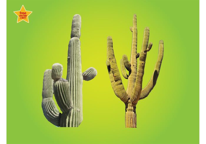 water succulent store stem Spiky preservation plant nature environment desert cactus botany 