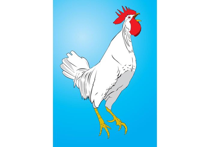 rural rooster poultry Plumage menu meat meal Livestock Hen Fowl feathers fauna farming farm Domestic chicken chick bird beak animal agriculture  
