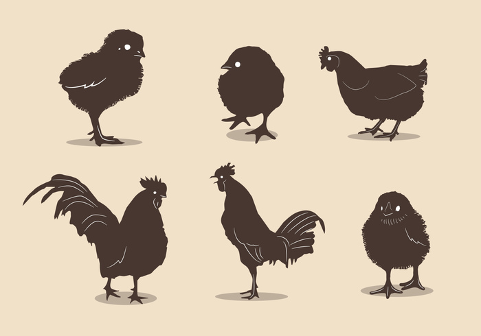 wings Plumage Hen Fowl farm animal farm chickies chicken silhouettes chicken silhouette chicken chick chic brown black bird baby chick agriculture 