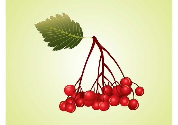 vitamins Stems nature leaf Healthy fruits food eat Berry berries 