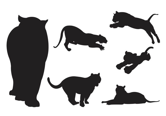 wildlife wild tiger silhouettes tiger silhouette tiger strength silhouette Pussycat paw mammal hunting fur Feline fauna Claw cat Carnivore black animal  