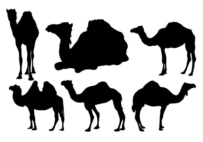 Zoo without water wildlife silhouette safari nomad nature natural mammal Journey Hump heat four east dromedary desert camel arabic arab animal africa 